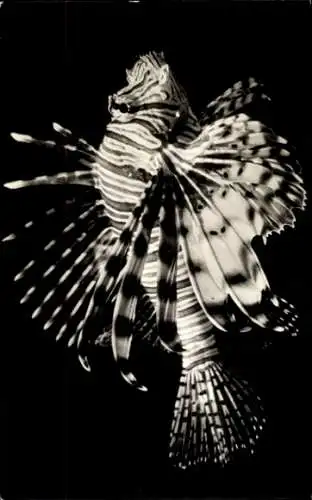 Ak Amsterdam Nordholland Niederlande, Koraalduivel, ARTIS, Amsterdam