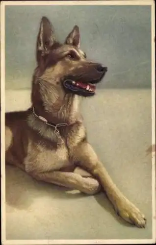 Künstler Ak Schäferhund, Hund