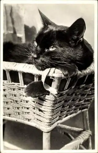 Ak Schwarze Katze, Hauskatze