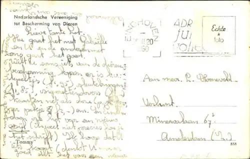 Ak Schwarze Katze, Hauskatze