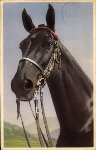 Künstler Ak Pferd, Pferdekopf