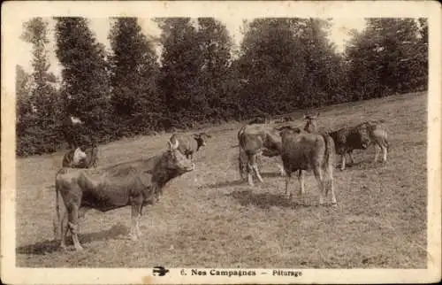 Ak Nos Campagnes, weidende Kühe