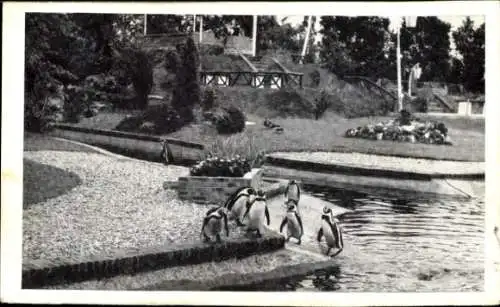 Ak Avifauna, Pinguine