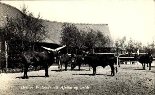 Ak Rotterdam Zuid-Holland Nederland, Tiergarten, Rinder