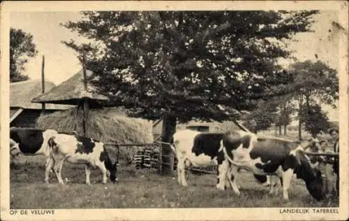 Ak Loenen op de Veluwe Gelderland, Kühe auf einer Weide, ein Bauernhaus im Hintergrund