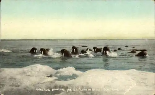 PC Walrug among the Fields in Berning Sea