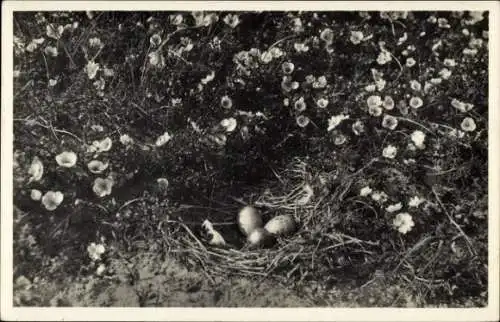 Ak Texel Nordholland Niederlande, Vogelnest, Eier