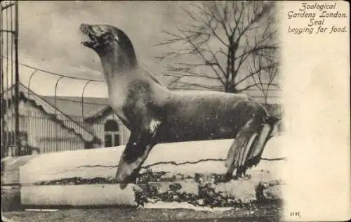 PC Zoological Gardens London, Seal begging for food