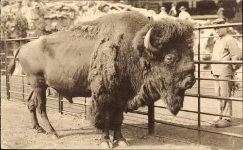 Ak Anvers Antwerpen Flandern, Zoologischer Garten, Bison