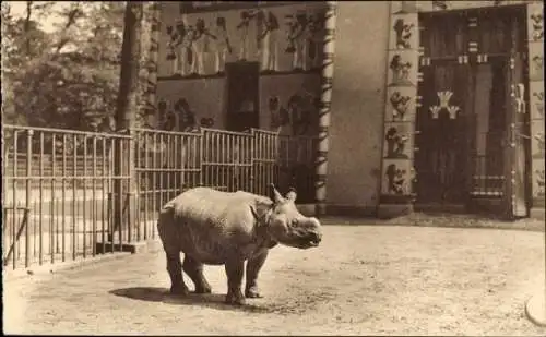 Ak Anvers Antwerpen Flandern, Ein Nashorn steht vor einem Zaun. Im Hintergrund ist ein Gebäude...