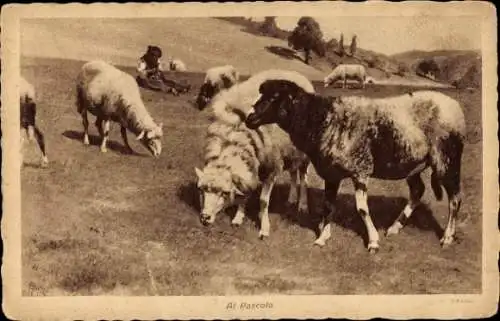 Ak Viehzucht, Schafe, Wiese