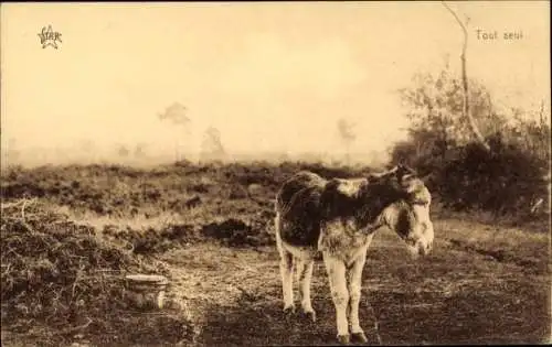 Ak Esel auf der Wiese