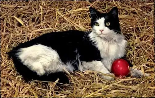 Ak Schwarz-weiße Katze, Roter Ball