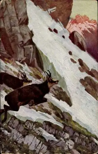Künstler Ak Gemsen springen über Geröll und Schnee