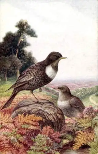 Ak Sevenoaks Kent England, Zwei Vögel auf einem Felsen in einer Heidelandschaft