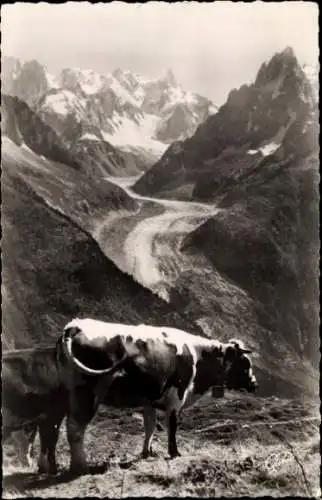 Ak Chamonix Mont Blanc Haute Savoie, Kühe auf einer Bergweide mit Blick auf den Gletscher Mer ...