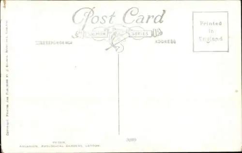 Künstler PC Howard, C. T., Zoological Garden London, Perch