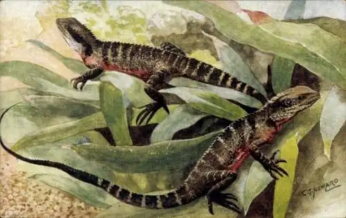 Künstler PC Howard, C. T., Zoological Garden London, Water Lizards