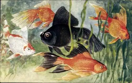 Künstler PC Howard, C. T., Zoological Garden London, Goldfish