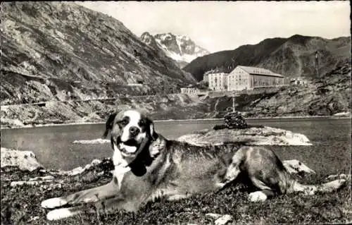 Ak Großer Sankt Bernhard Kanton Wallis, Hospice, Bernhardiner