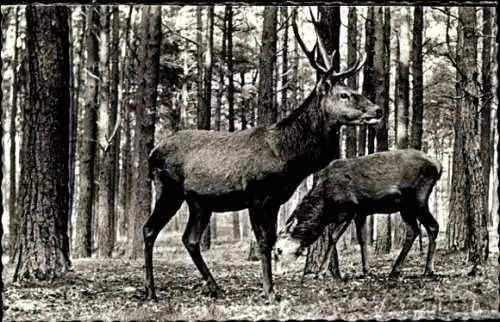 Ak Apeldoorn Gelderland , Zwei Hirsche im Wald