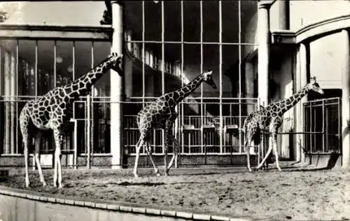 Ak Rotterdam Südholland Niederlande, Tiergarten, Giraffen