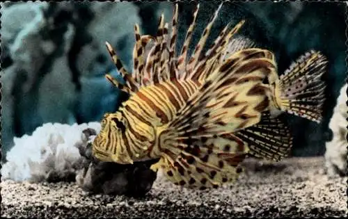 Ak Pazifischer Rotfeuerfisch, Pterois volitans, Aquarium Monaco