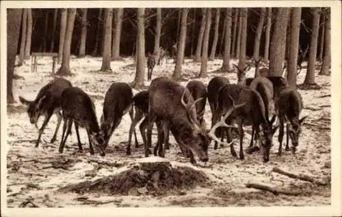 Ak Hirsche und Rehe, Wald, Fütterung