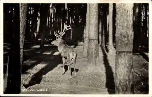 Ak Hirsch im Wald