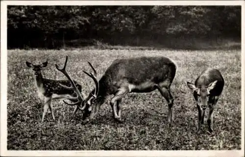 Ak Wildpark Potsdam in Brandenburg, Drei Rehe auf einer Wiese