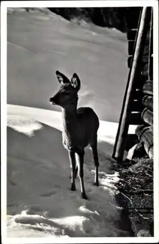 Ak Reh in harter Winterszeit, Tierportrait