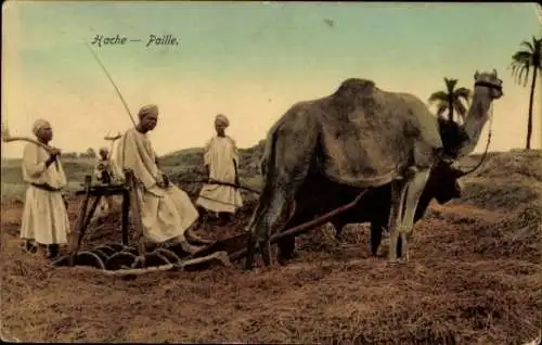 Ak Arabische Bauern, Landwirtschaft, Pflug, Kamel