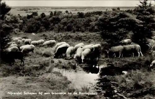 Ak Nijverdal Overijssel Niederlande, Schafe an einer Tränke auf dem Koningsbelt in Nijverdal