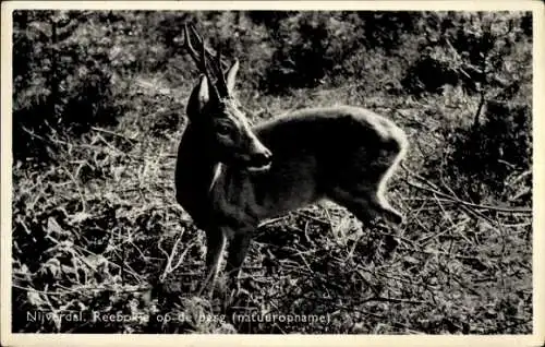 Ak Nijverdal Overijssel Niederlande, Rehbock im Wald