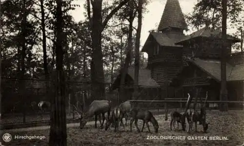 Ak Berlin Tiergarten, Zoologischer Garten, Hirsche