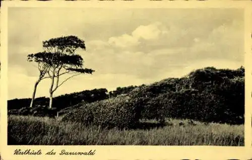 Ak Ostseebad Prerow auf dem Darß, Westküste des Darsswald