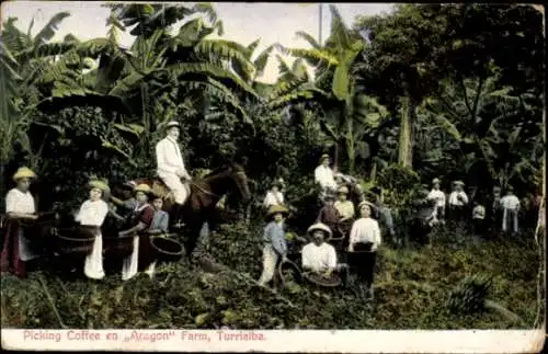 Ak Turrialba Costa Rica, Picking Coffee en Aragon Farm, Kaffeebohnenernte