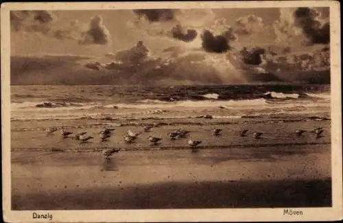 Ak Gdańsk Danzig, Möwen am Strand