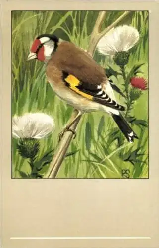 Künstler Ak Vogel, Stieglitz