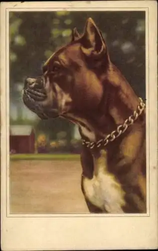 Künstler Ak Hund, Boxer