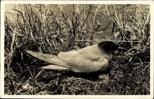 Ak Texel Nordholland Niederlande, Ein schwarz-weiß Foto eines Vogels in einem Nest. 