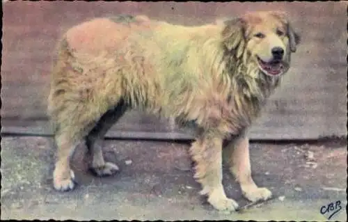 CPA Chien des Pyrenees