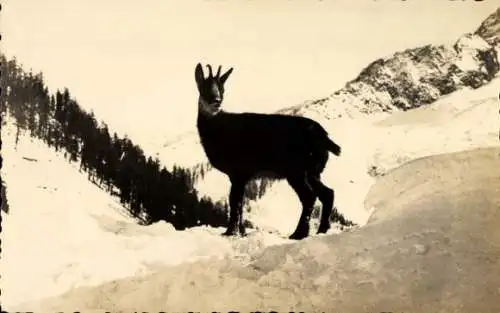 Foto Steinbock steht auf einem Felsen