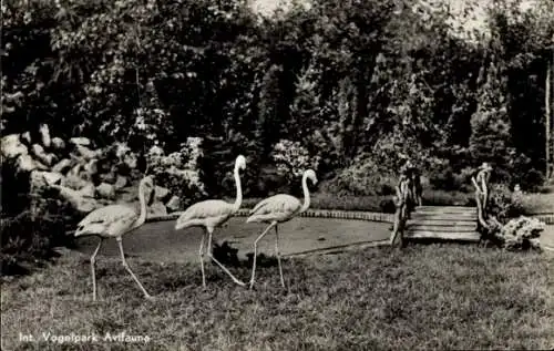 Ak Alphen aan den Rijn Südholland, Vogelpark Avifauna, Flamingos