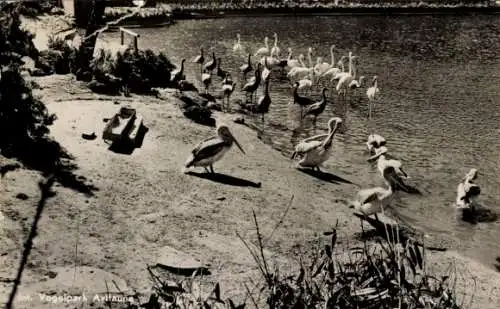 Ak Alphen aan den Rijn Südholland, Flamingostrand