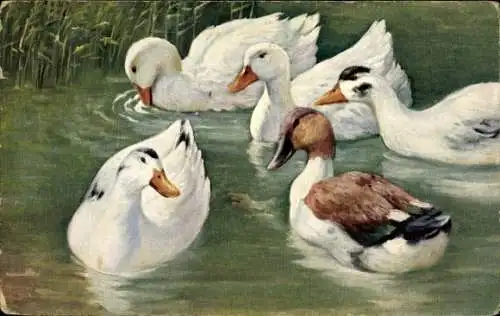 Ak Vögel, Enten, Teich