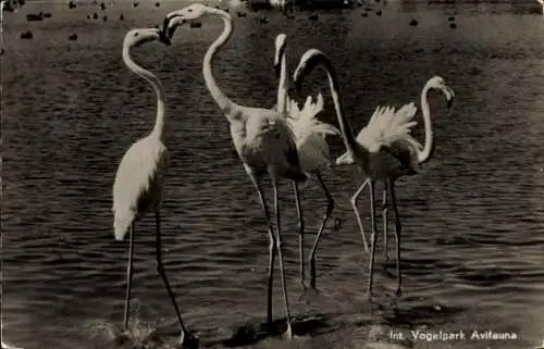 Ak Alphen aan den Rijn Südholland, Flamingos im Wasser