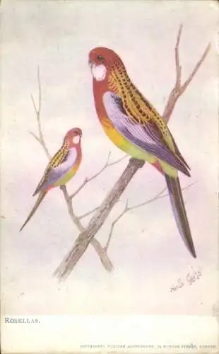 Künstler PC Birds, Rosellas