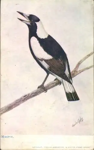 Künstler PC Birds, Magpie