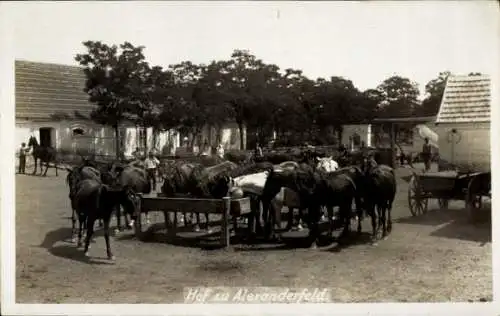 Foto Ak Ukraine, Hof zu Alexanderfeld